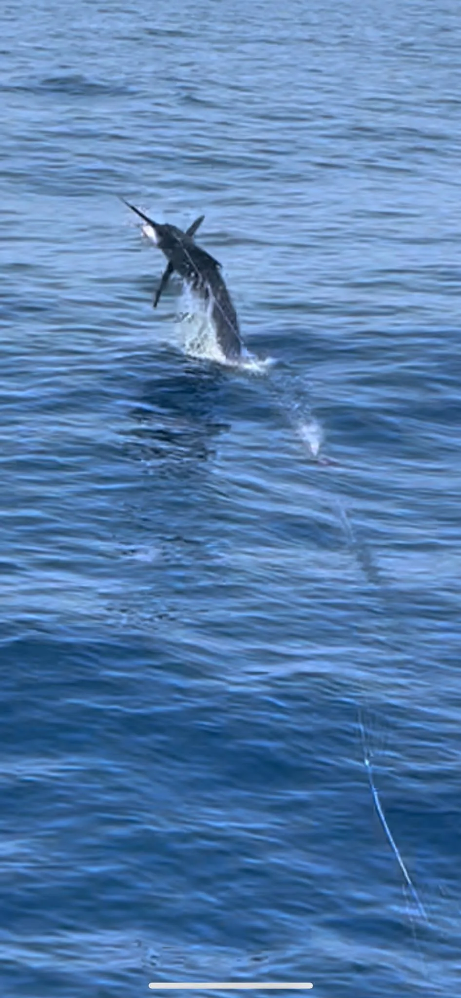 A blue marlin jumps offshore — big game fishing off Tenerife A blue marlin leaping offshore during a big game fishing charter off Tenerife