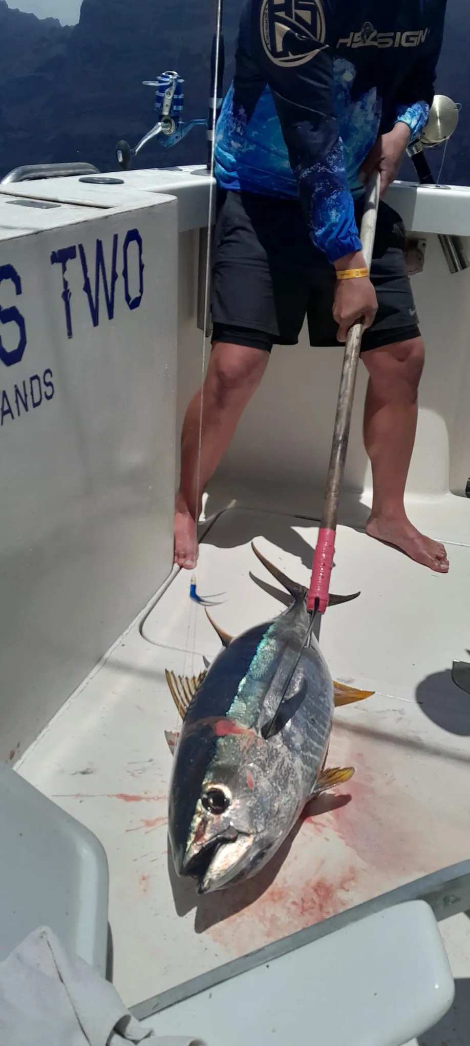 Yellowfin tuna on deck, No Limits One Yellowfin tuna landed on the deck of No Limits One off Tenerife